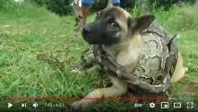 A dog being fake rescued from a snake