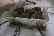 Rescued slow lorises
