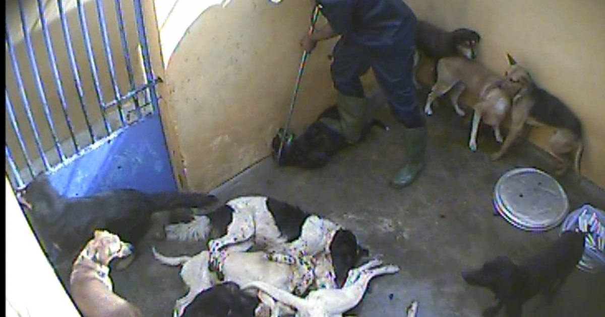 IAR and PETA expose inhumane dog slaughter in Mauritius | International  Animal Rescue
