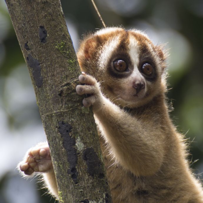 The Truth Behind the Slow Loris Pet Trade | International Animal Rescue