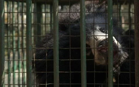Sloth Bear looking out of a cage