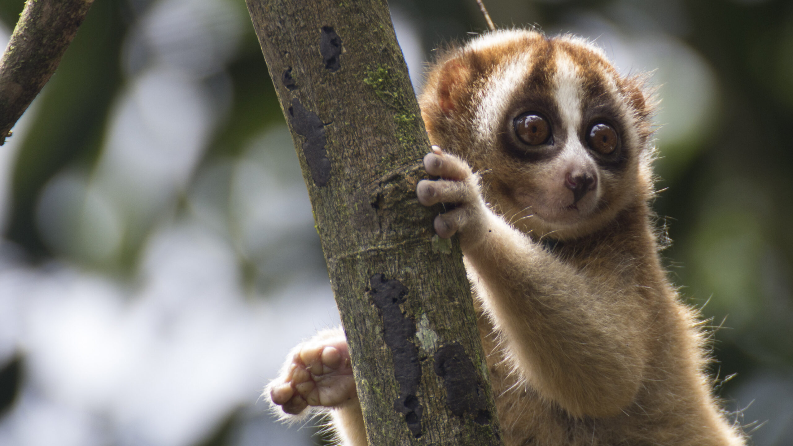 slow loris on a tree branch