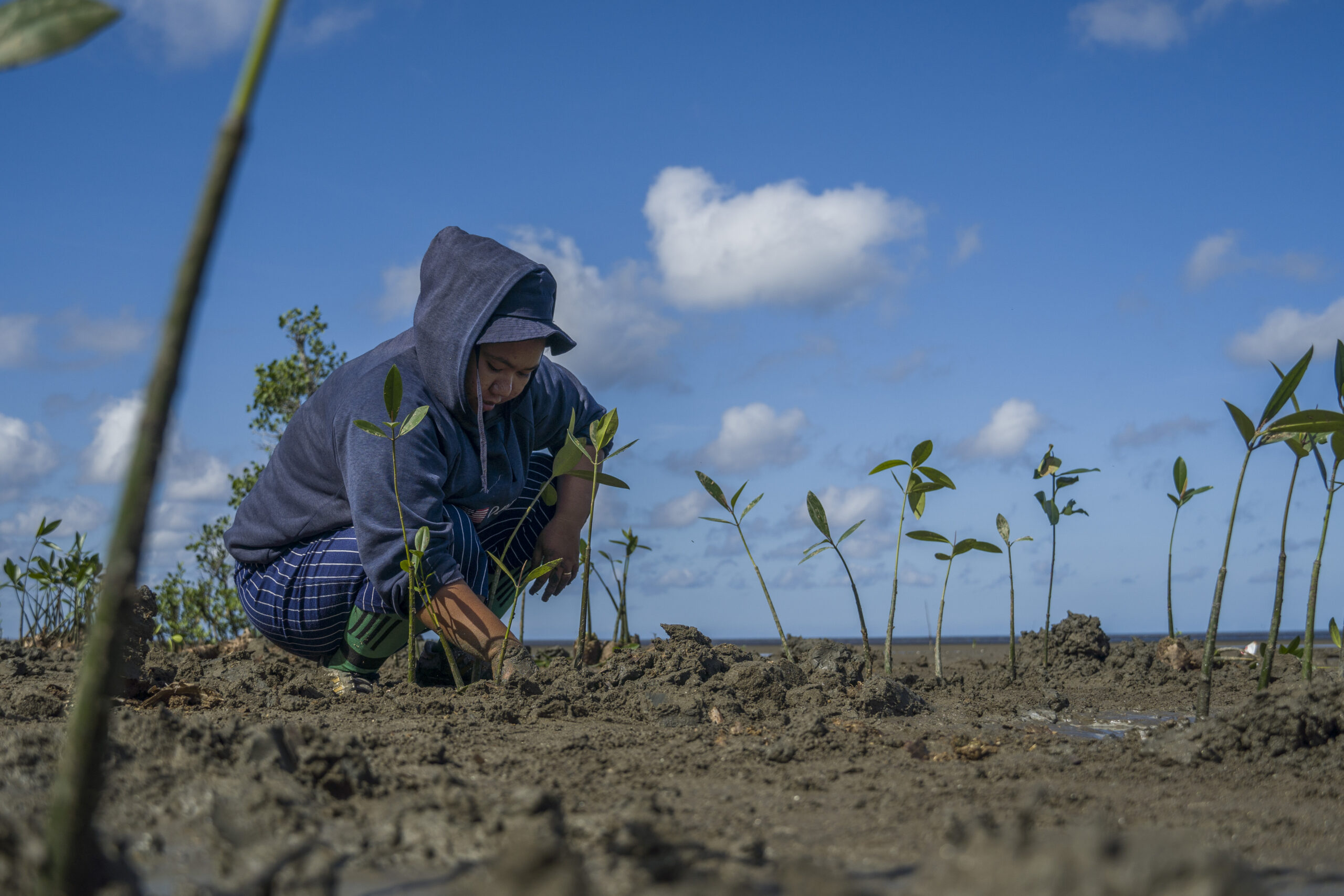 Person squatting down to replant a mangrove in Indonesia.