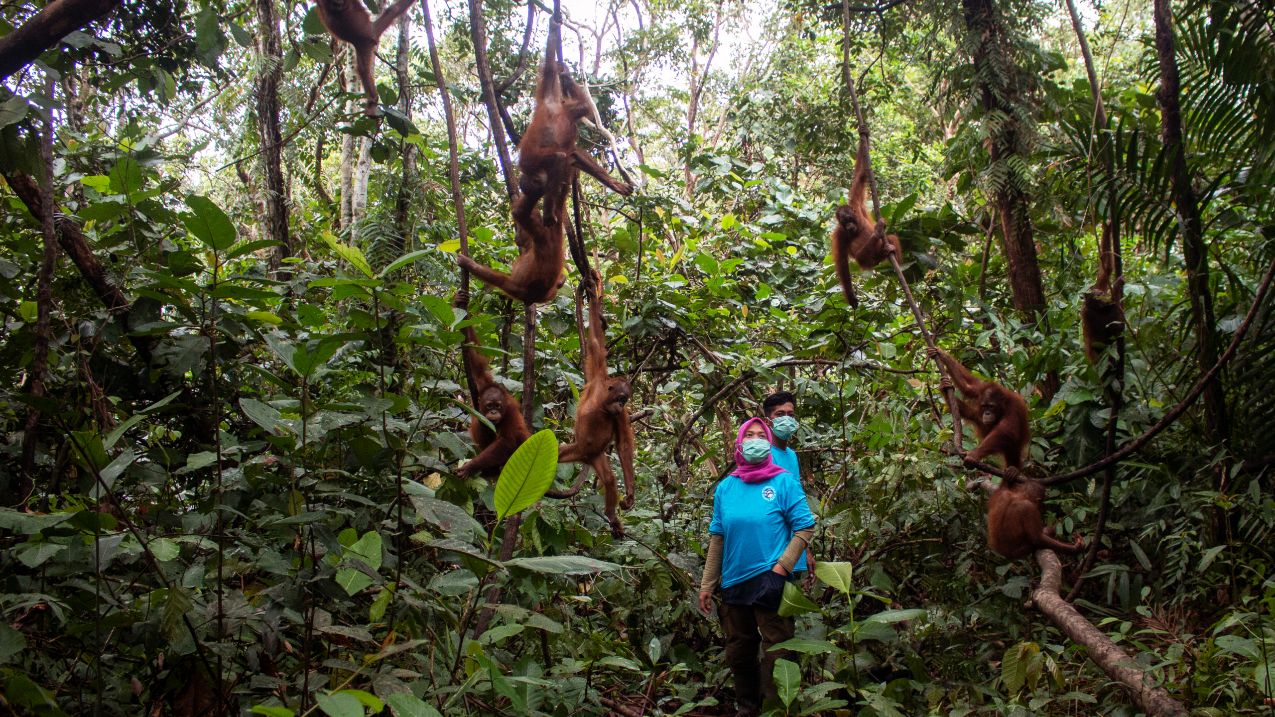 A YIARI member of staff is surrounded by orangutans in forest school
