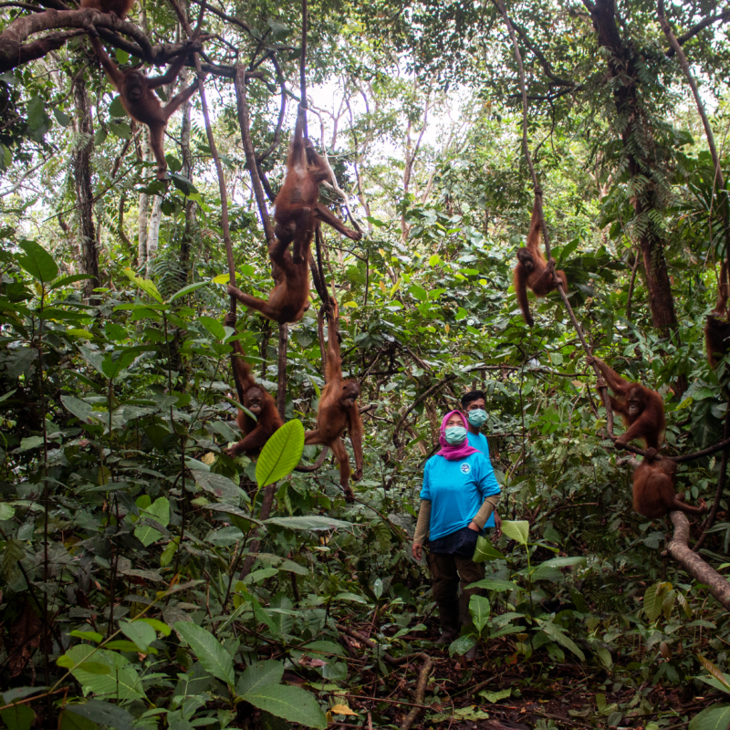 Their development on the forest islands is carefully monitored