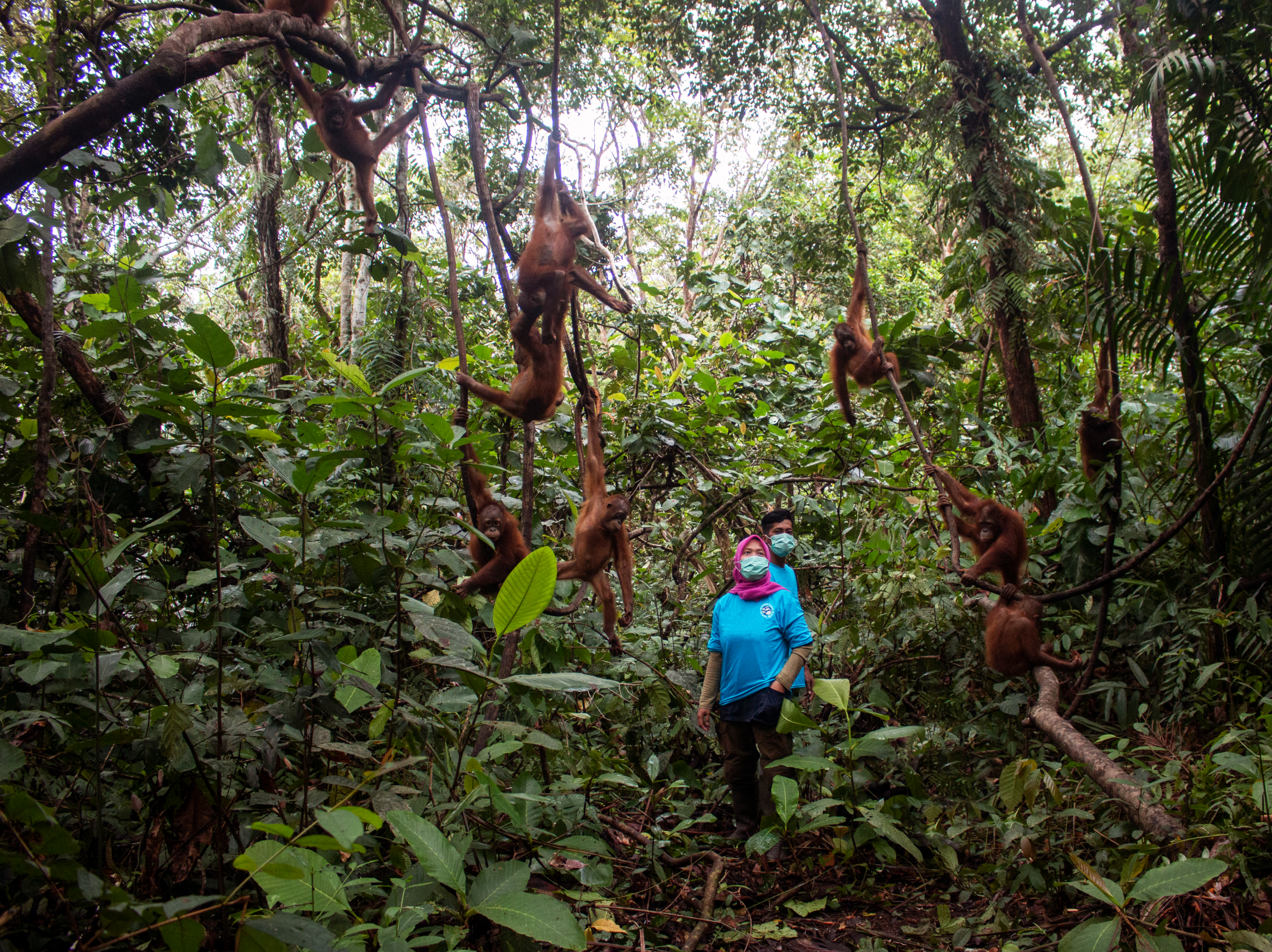 A YIARI member of staff is surrounded by orangutans in forest school