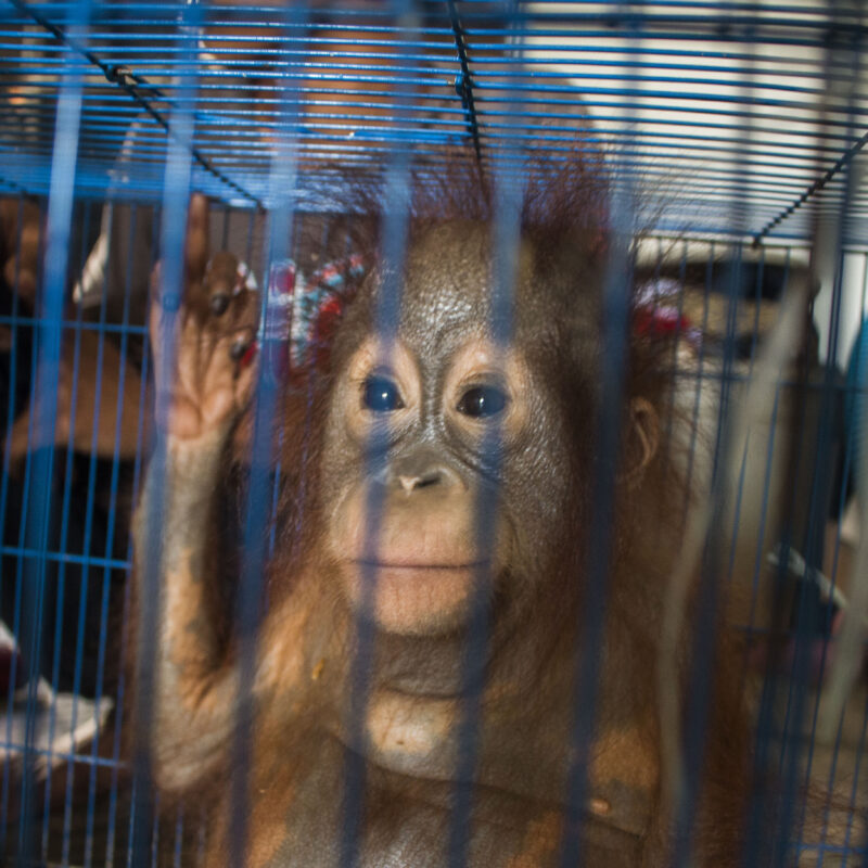 Illegally Captured Orangutan
