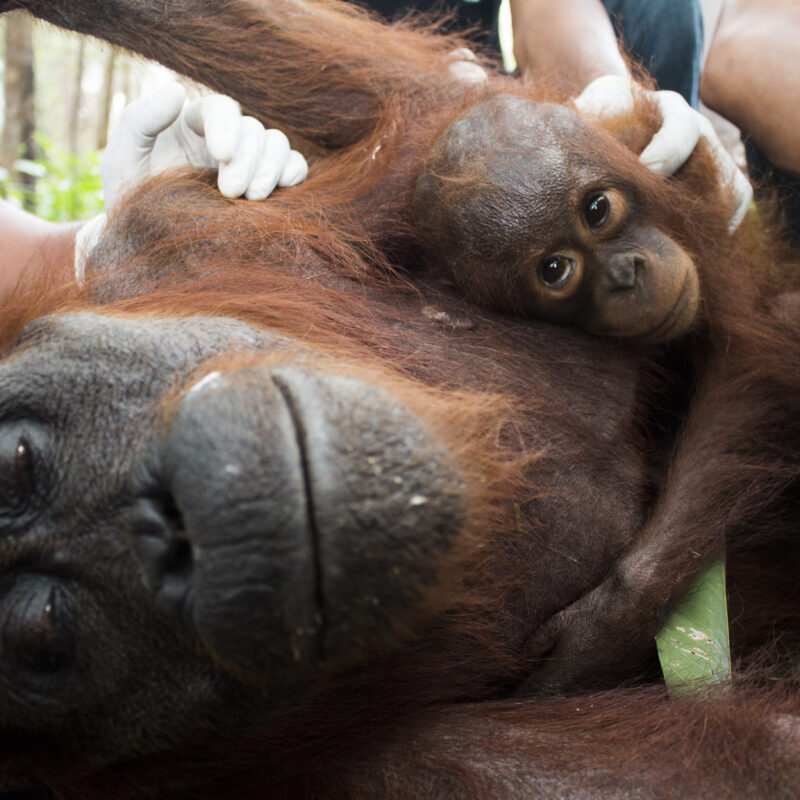 Often mother orangutans are more vulnerable especially from forest fire 