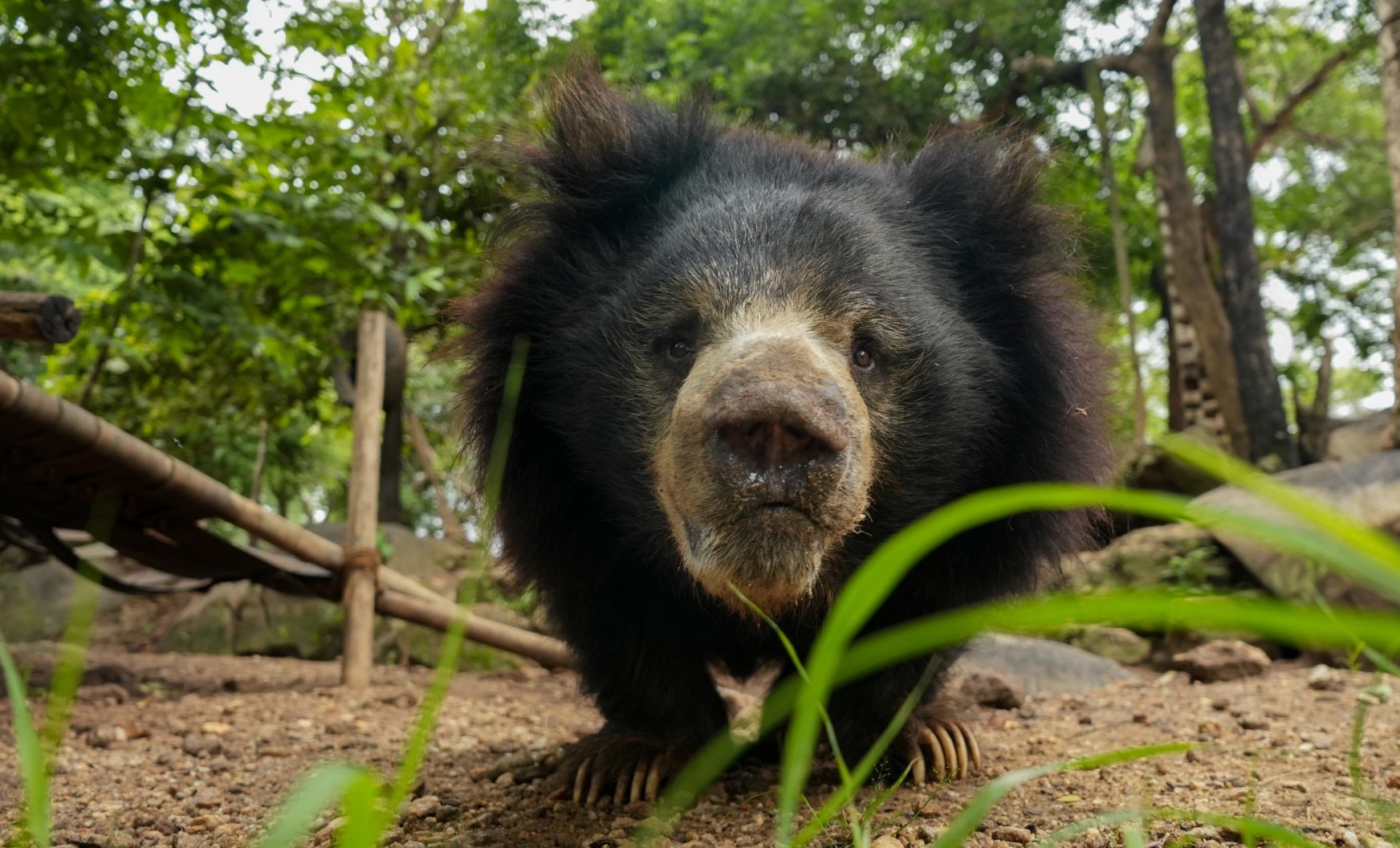 Sloth bear Odum looking directly at the camera