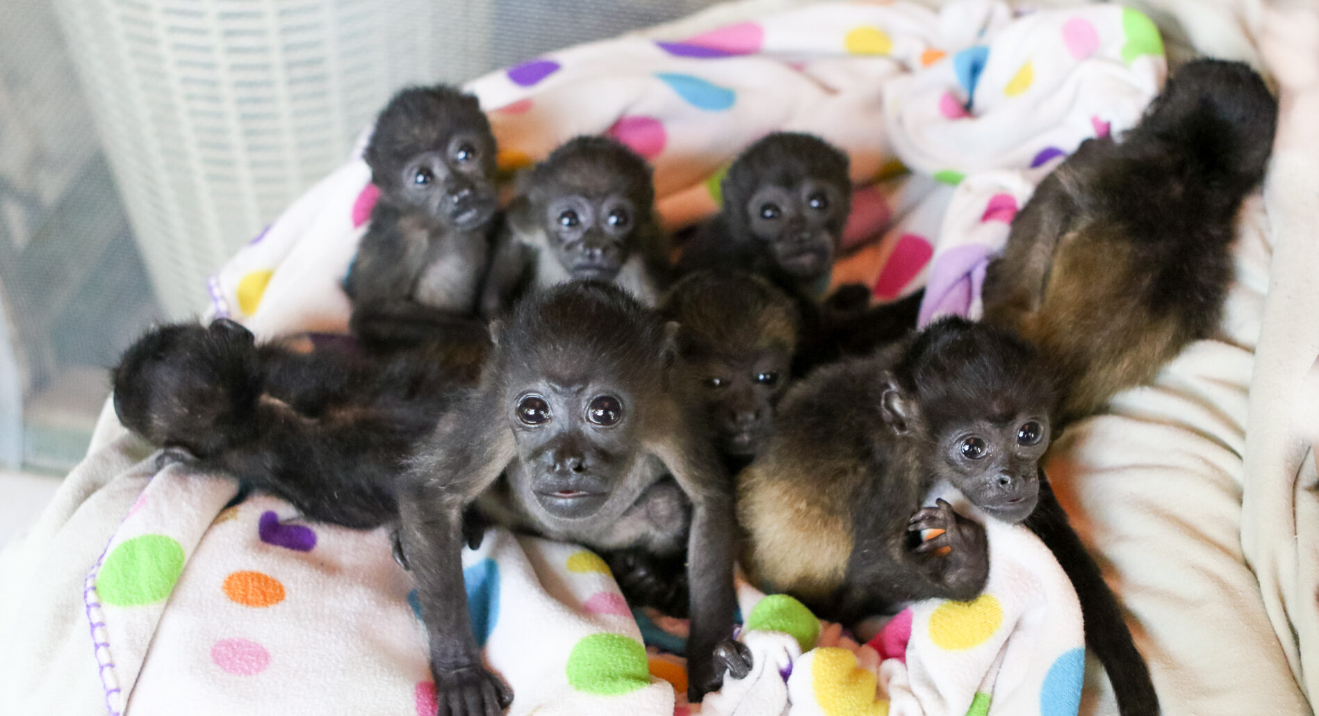 group of howler monkeys