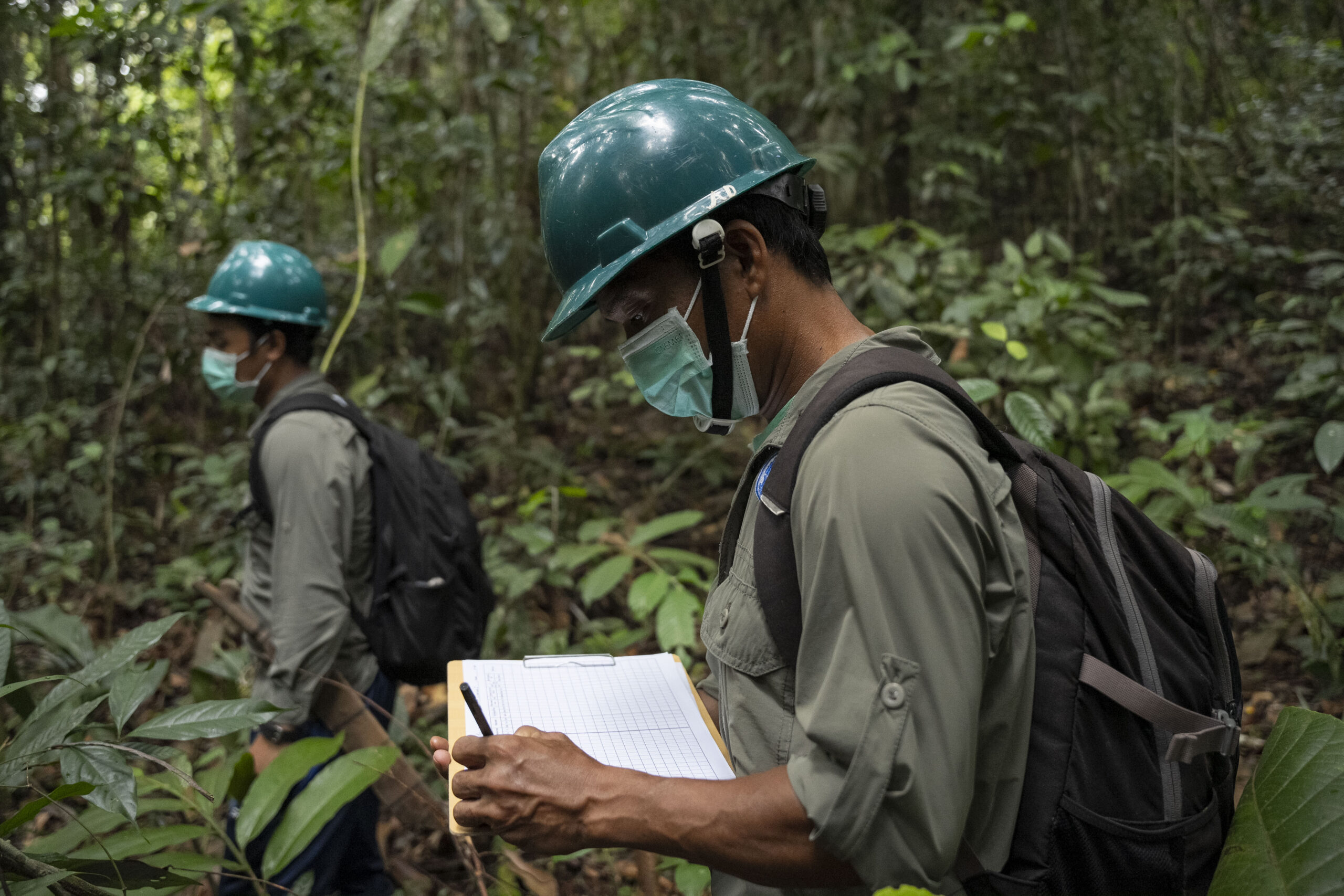 Two scientists with hardhats and notebooks monitoring the forest.