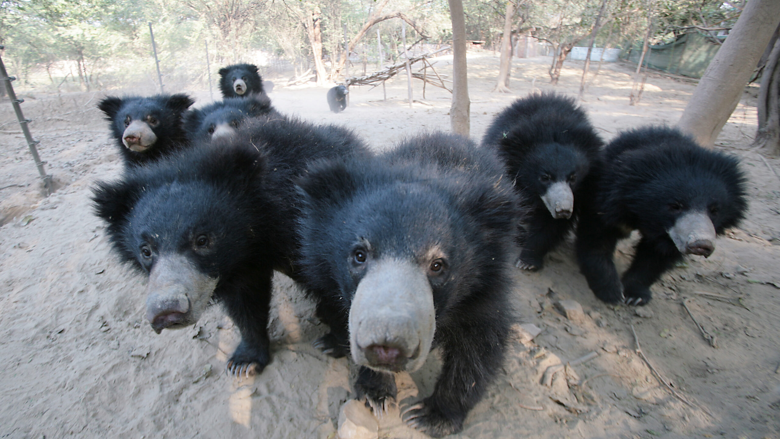 Bears at the Agra bear facility