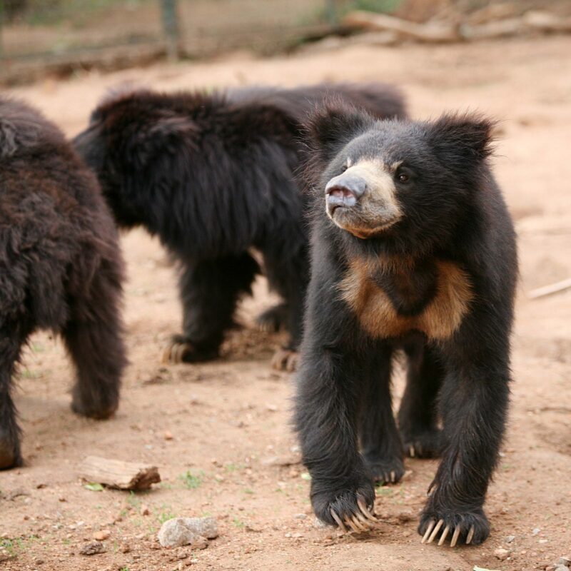 Rescued sloth bears living their lives in peace and safety