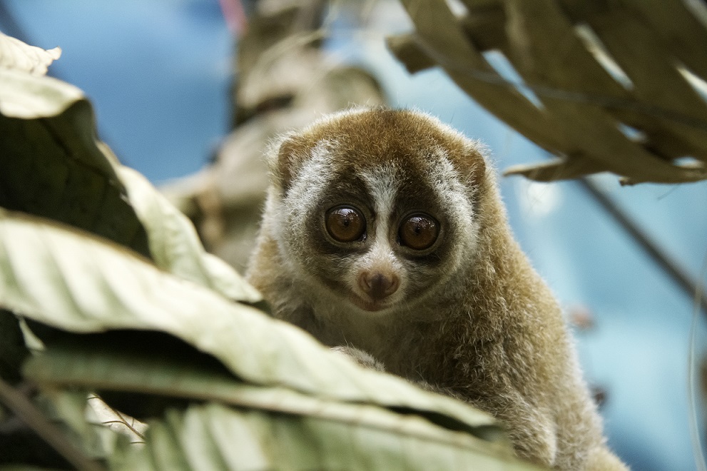 Slow Loris looking at camera