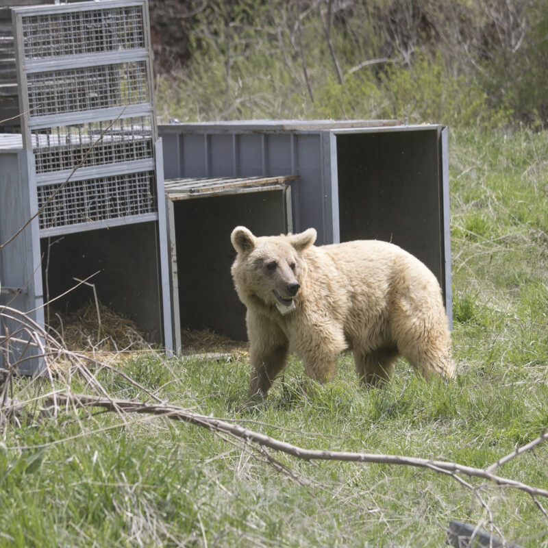 Nurse traumatised animals back to health and return them to protected natural habitats whenever possible. 
