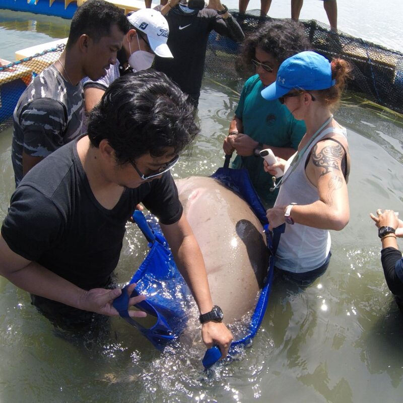 Dugong monitoring