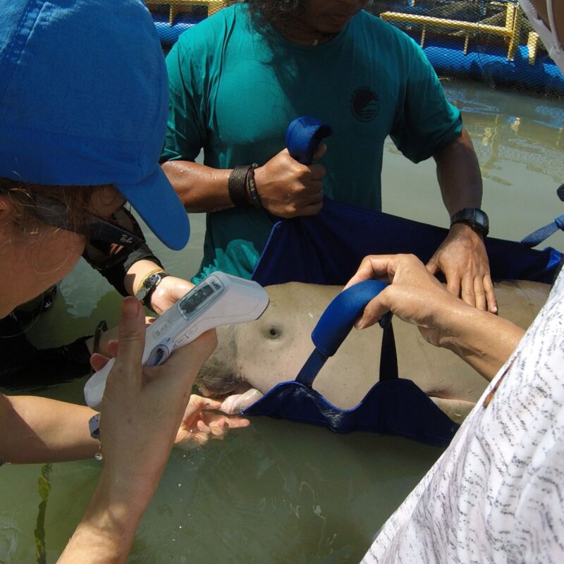 Researching dugong populations