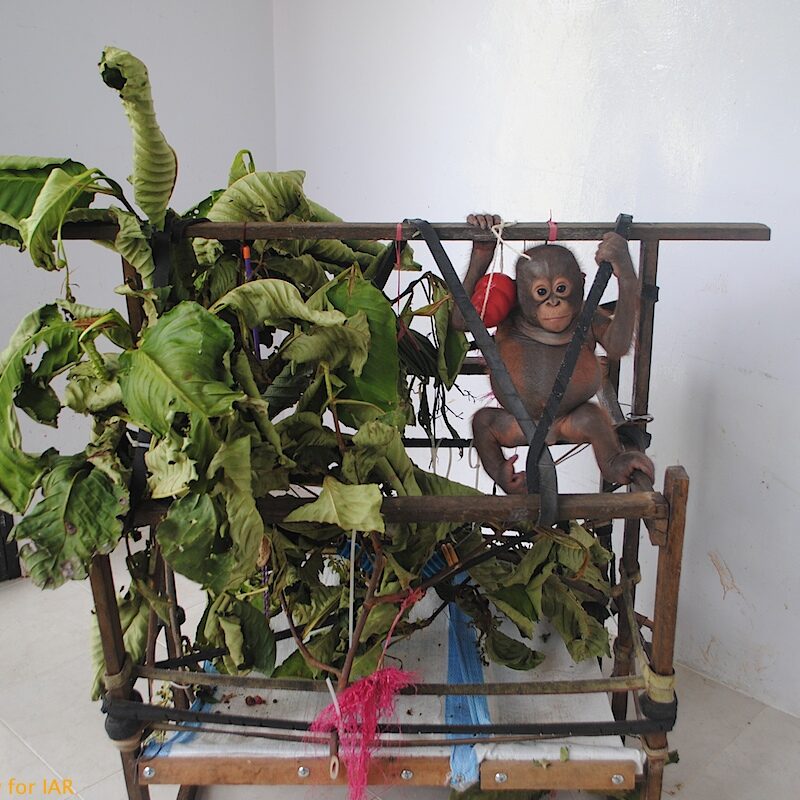 He received special care to help him build his strength