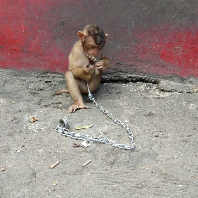 Macaques are caught from the wild