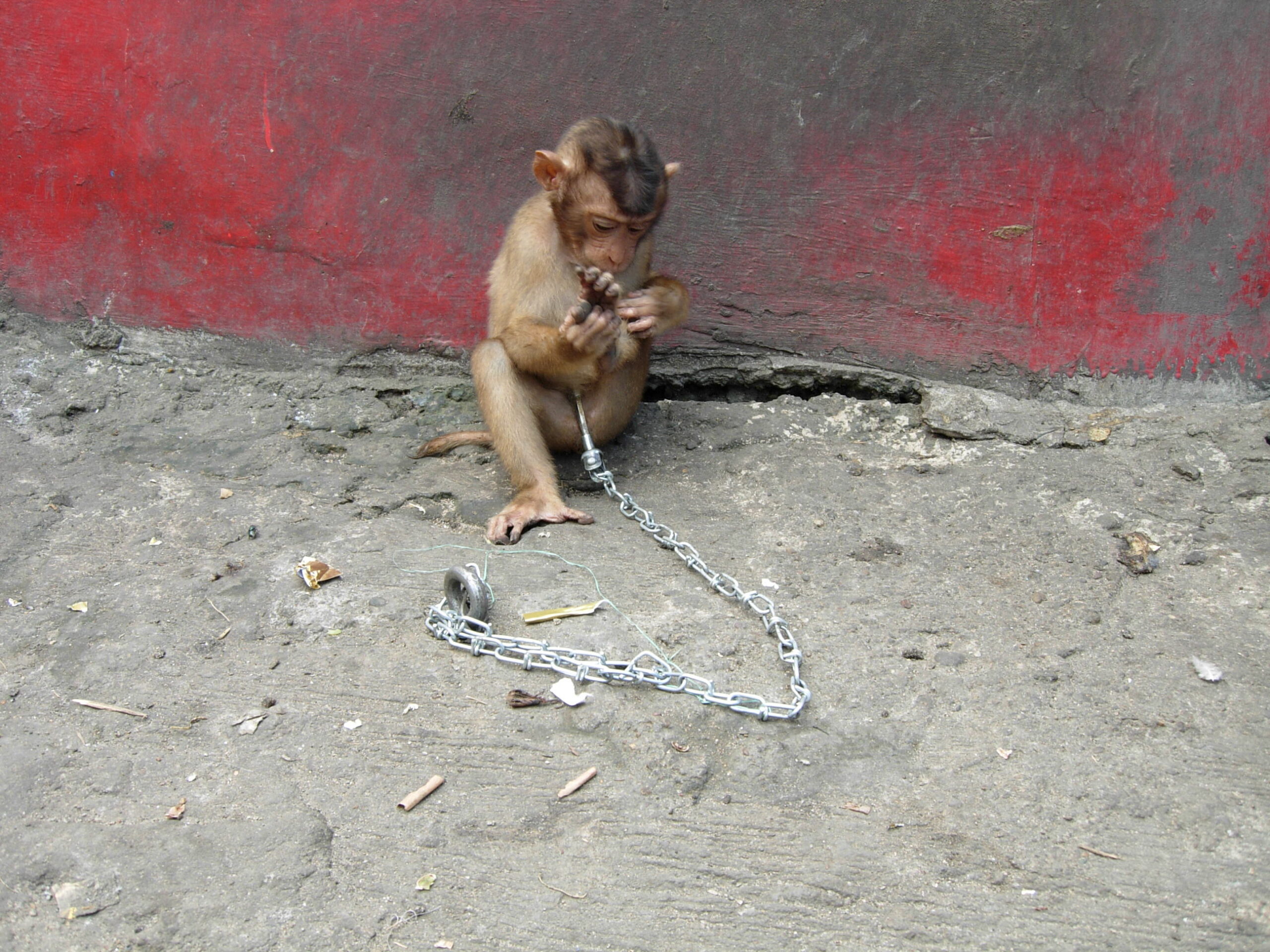 Small Macaque chained up on street.
