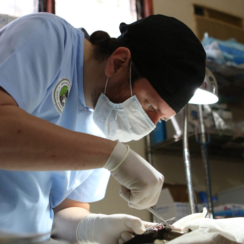 Expert veterinary care