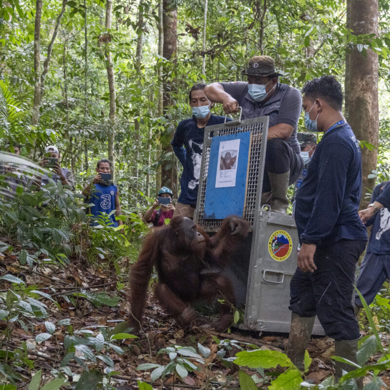 Budi was finally released in 2022