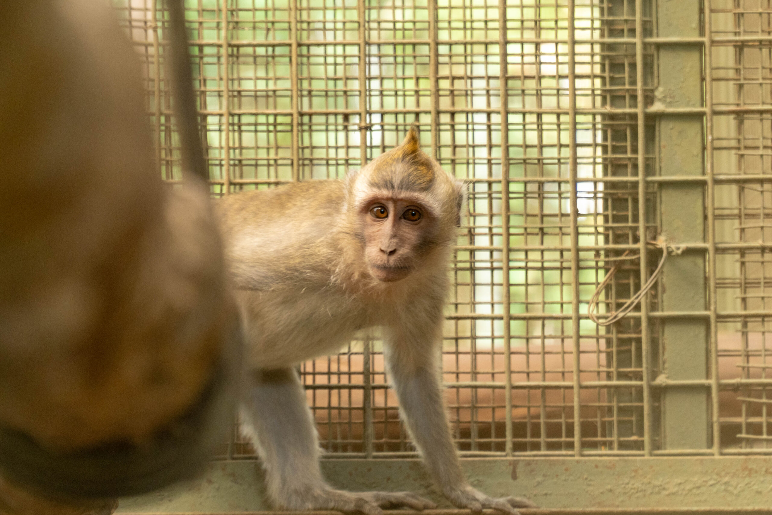 Macaque at the Bogor Center