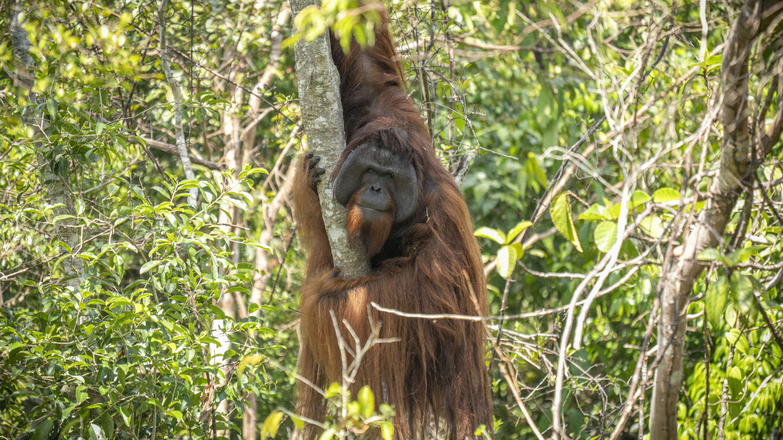 large male orangutan swinging in the trees