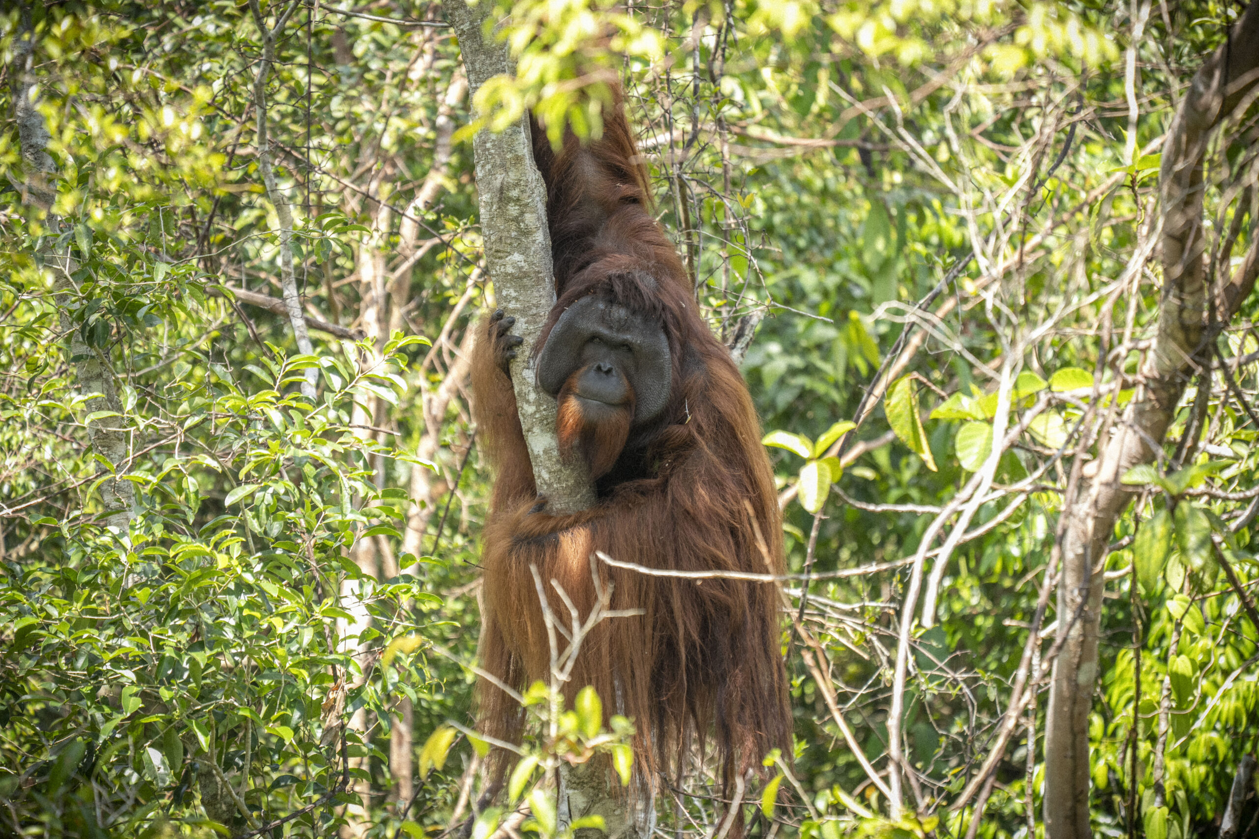 large male orangutan swinging in the trees
