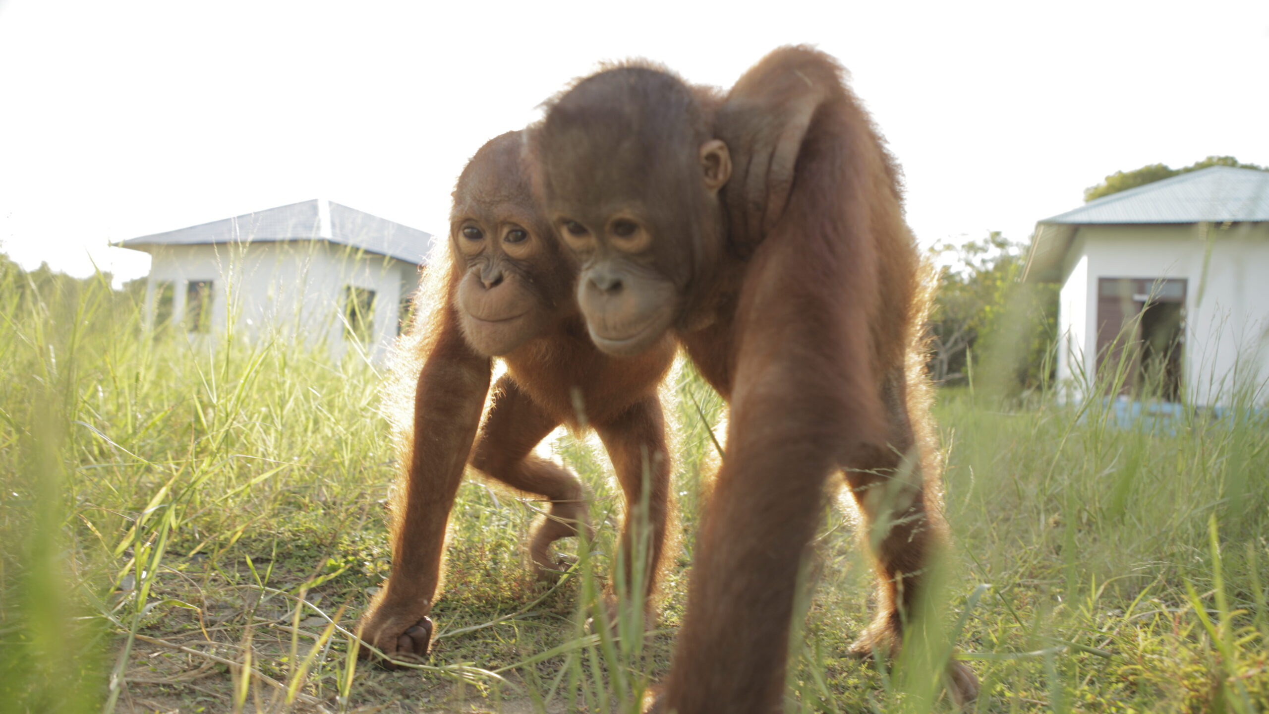 two orangutans walk arm in arm