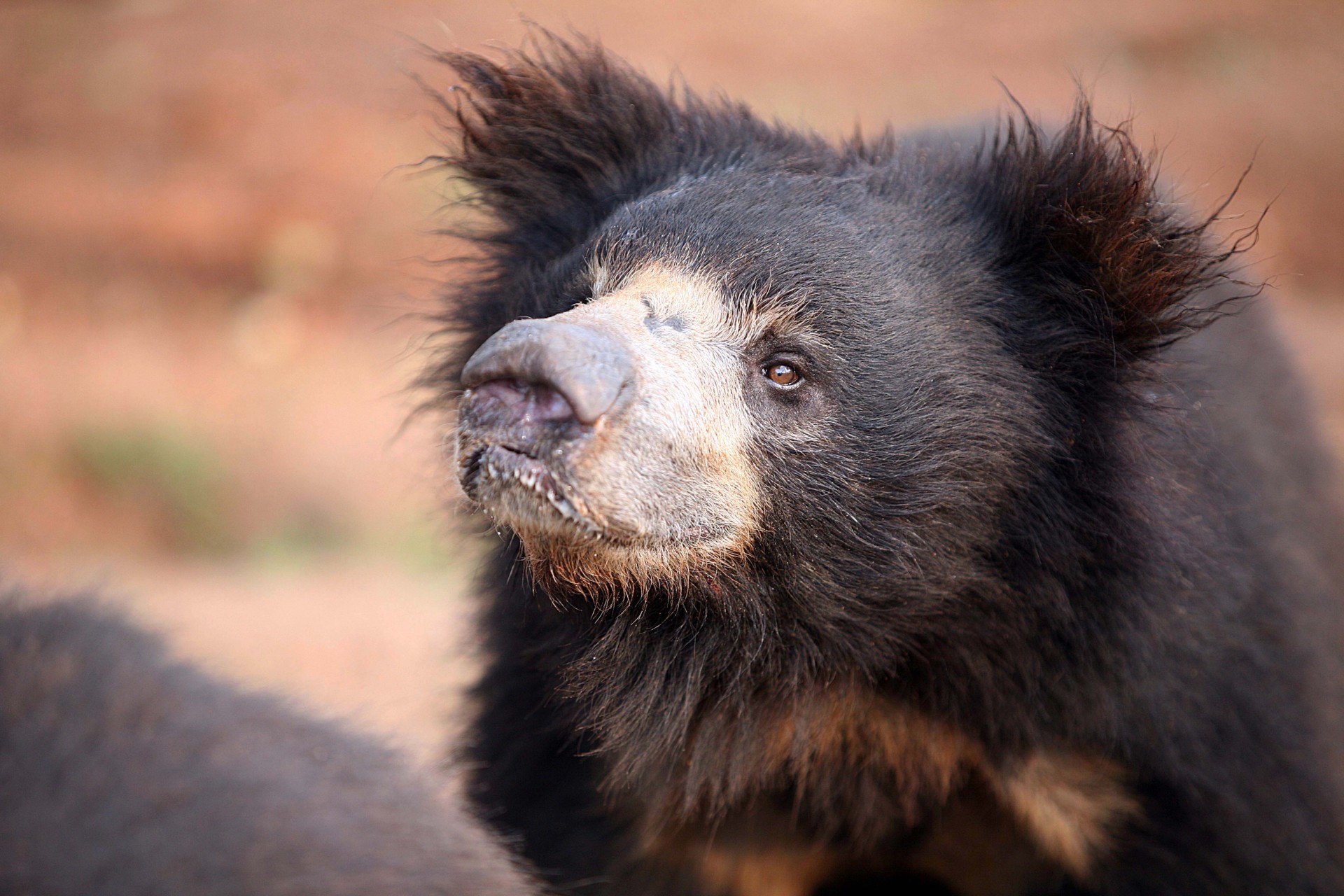 rescued sloth bear looking off camera