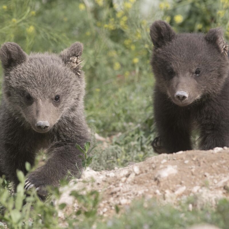 Dedicated bear cub facility