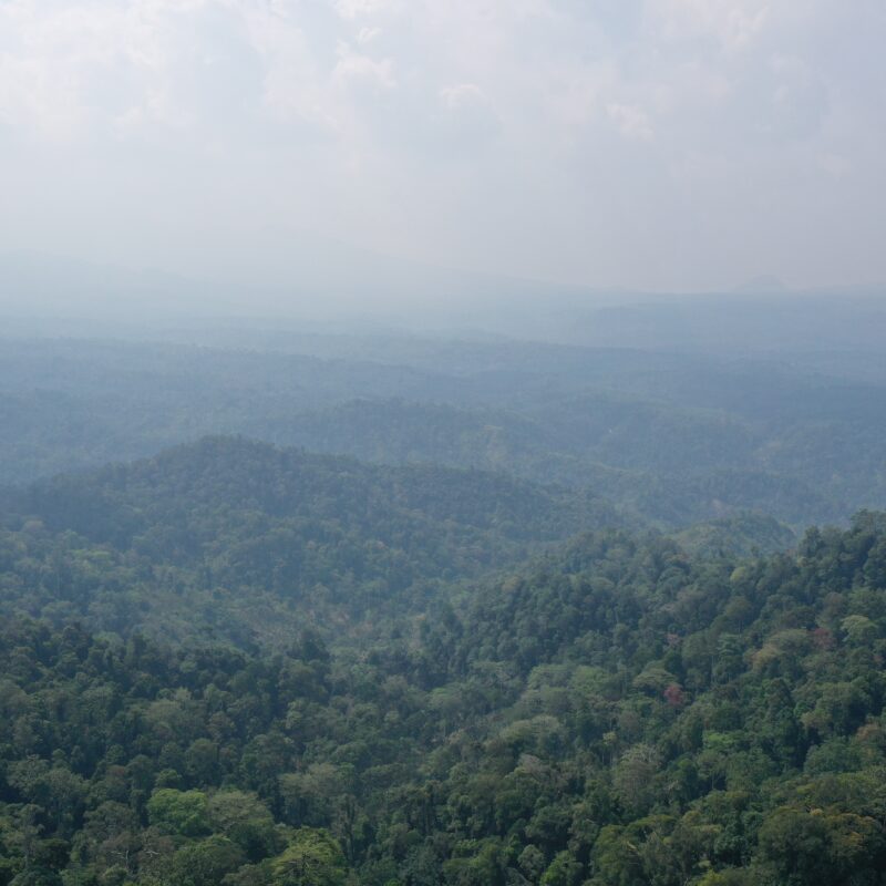 Batutegi Rainforest, Sumatra