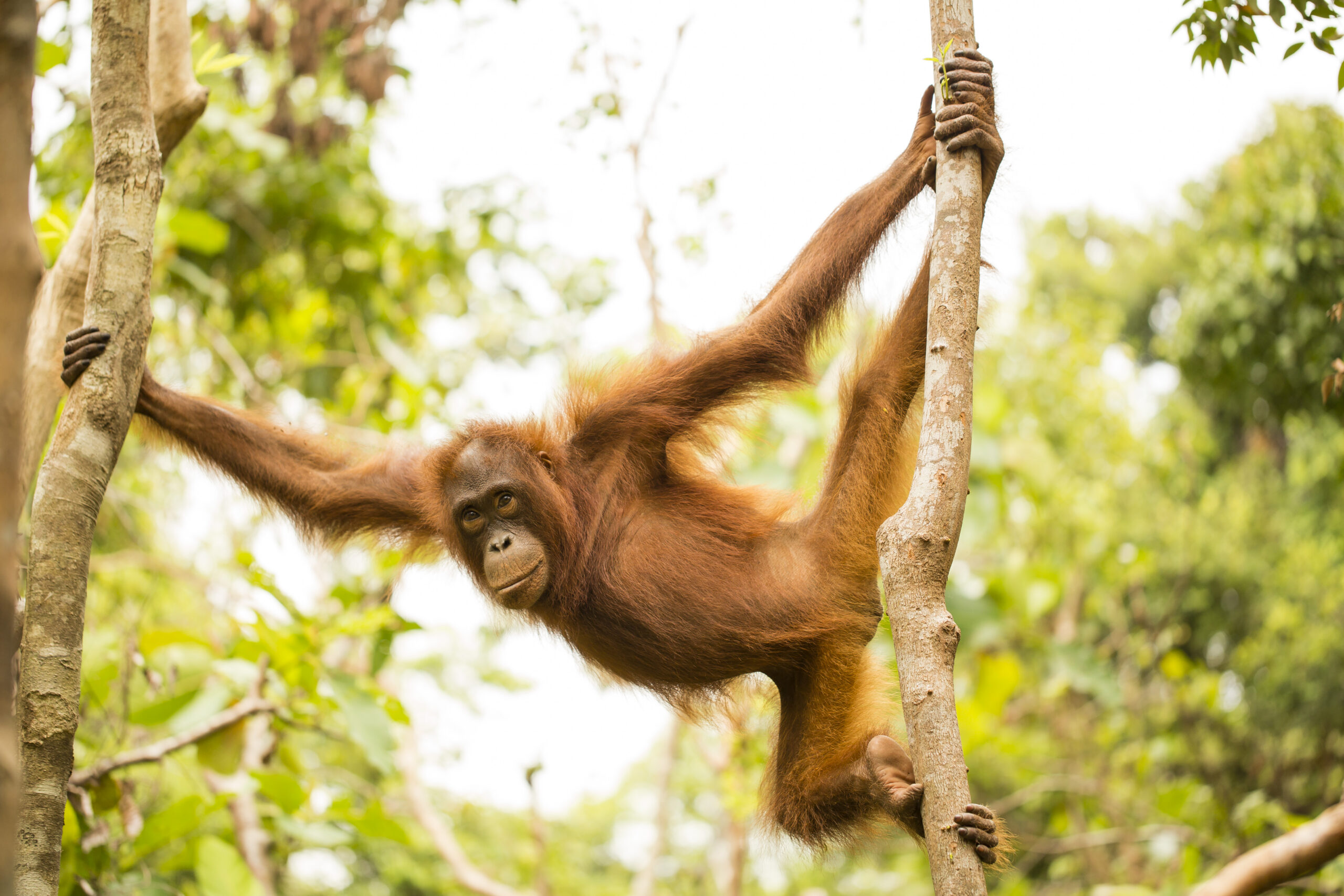 Large orangutan swinging between two trees
