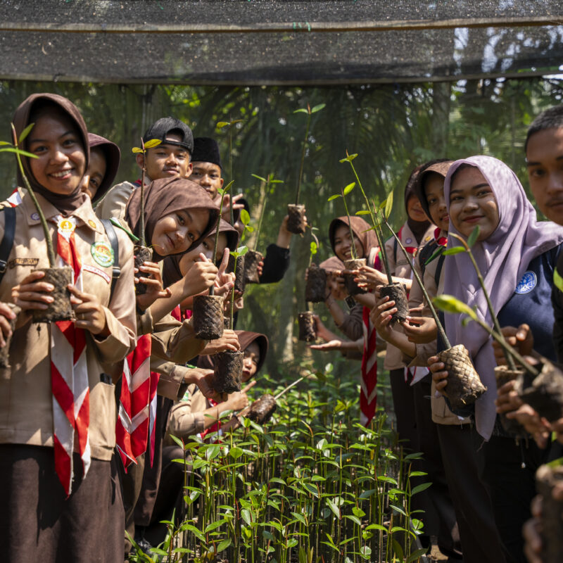 Scouts replanting mangroves