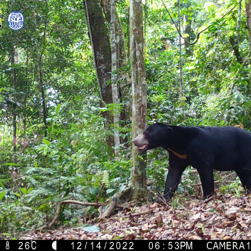 Bear Caught on Camera Trap