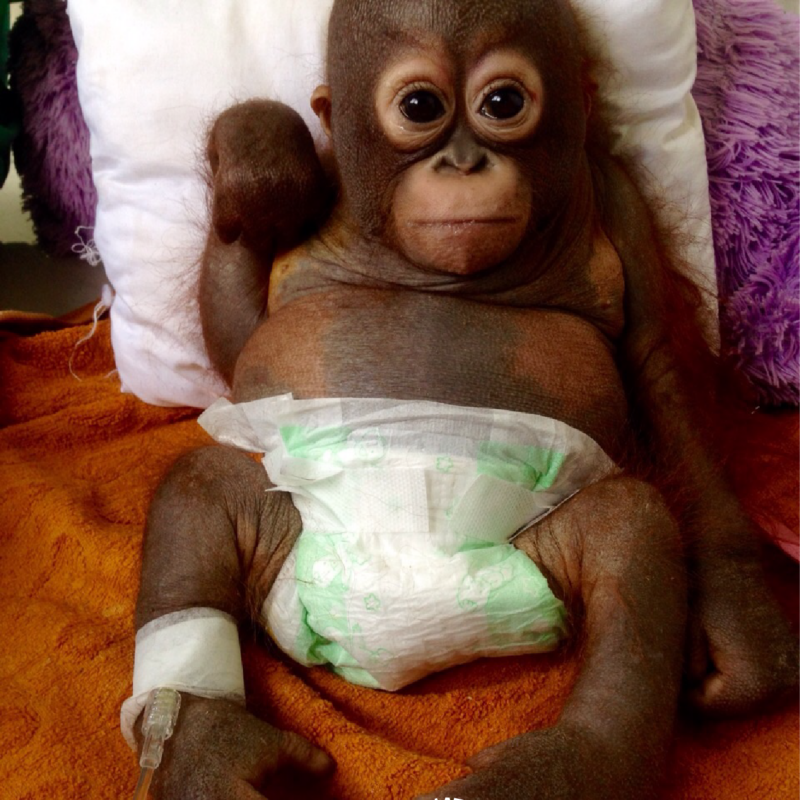 His limbs didn't work from being confined in a tiny cage