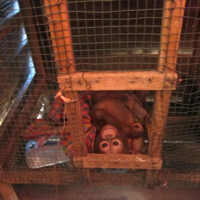 Budi was found in a chicken coop