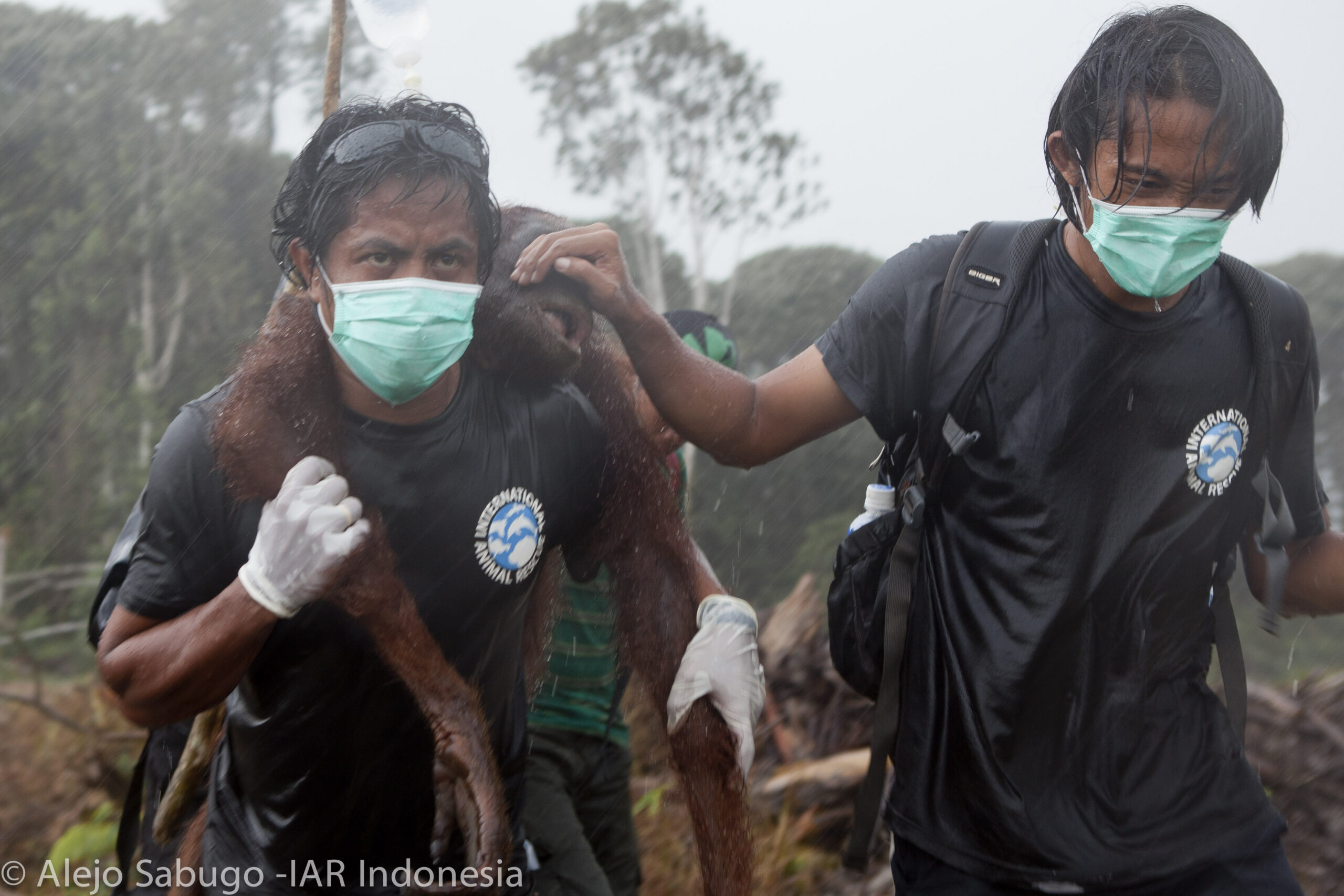 Two men rescuing an orangutan in the rain