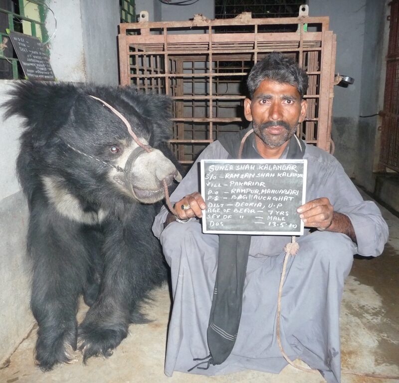 Former Bear Handler Giving Up His Bear