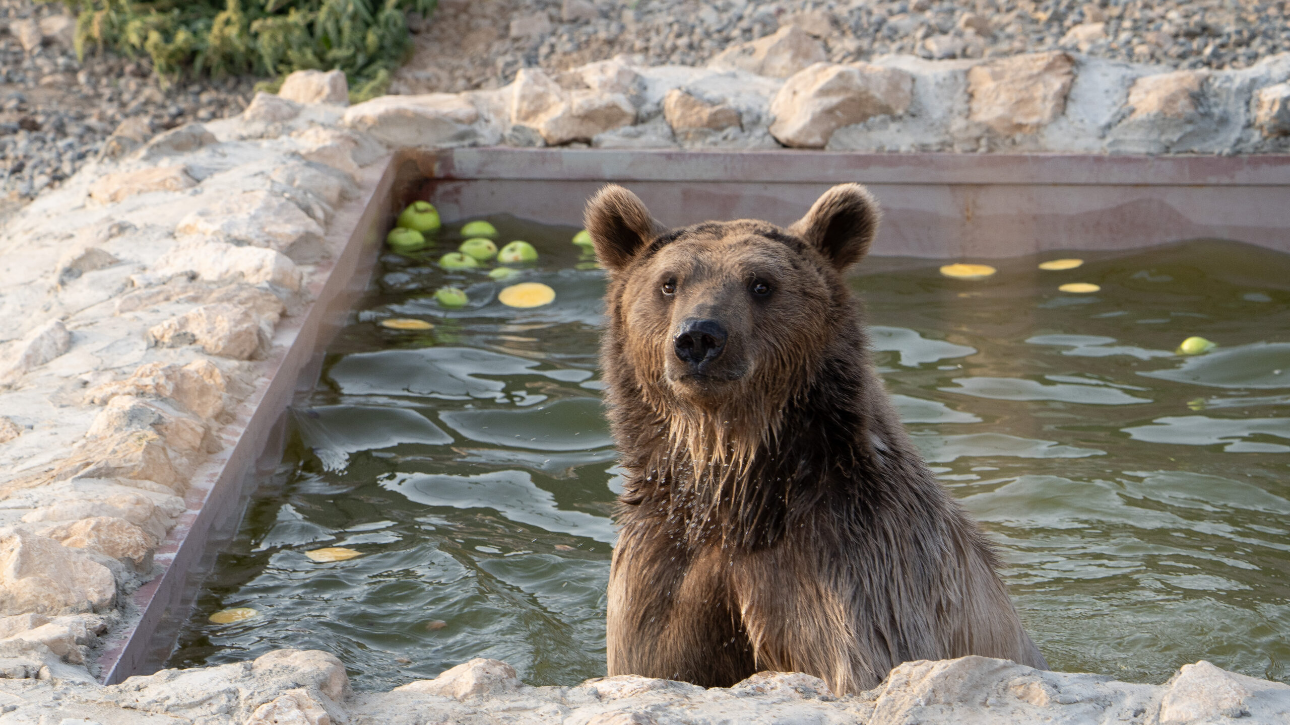 Armenian bear, Louis, in a pool.