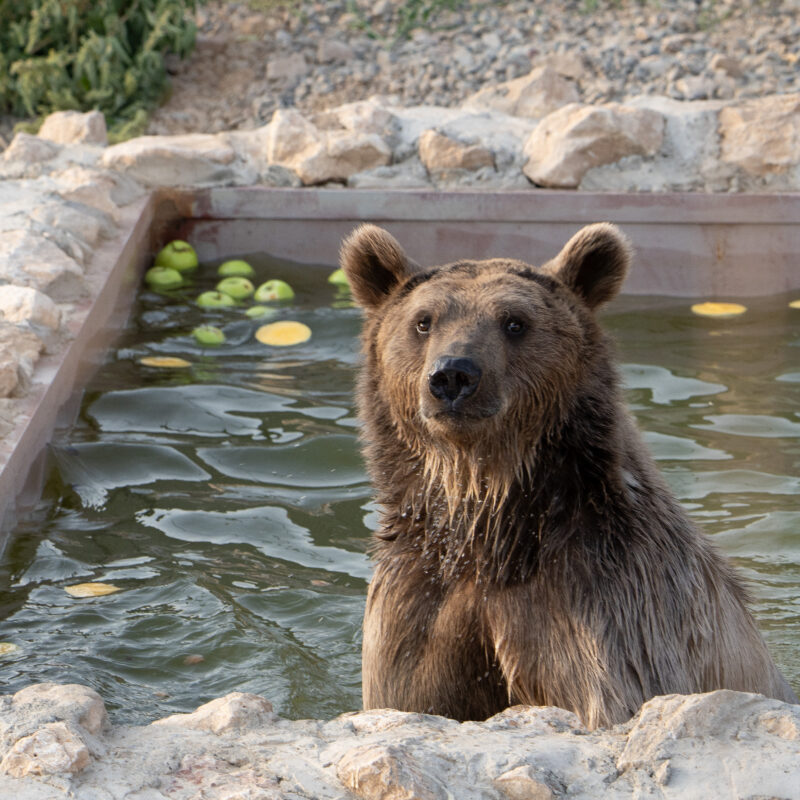 Environmental enrichment