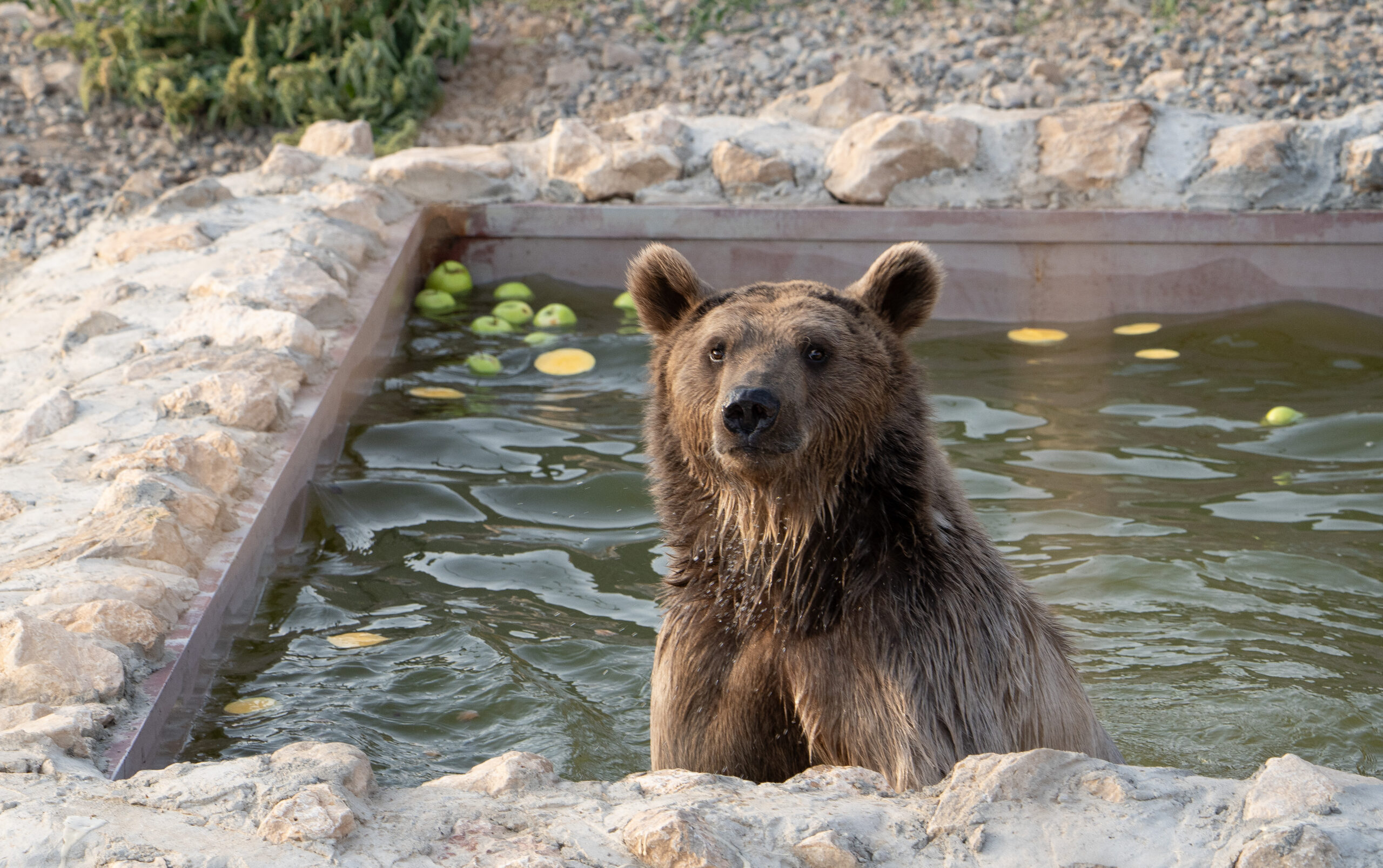 Armenian bear, Louis, in a pool.