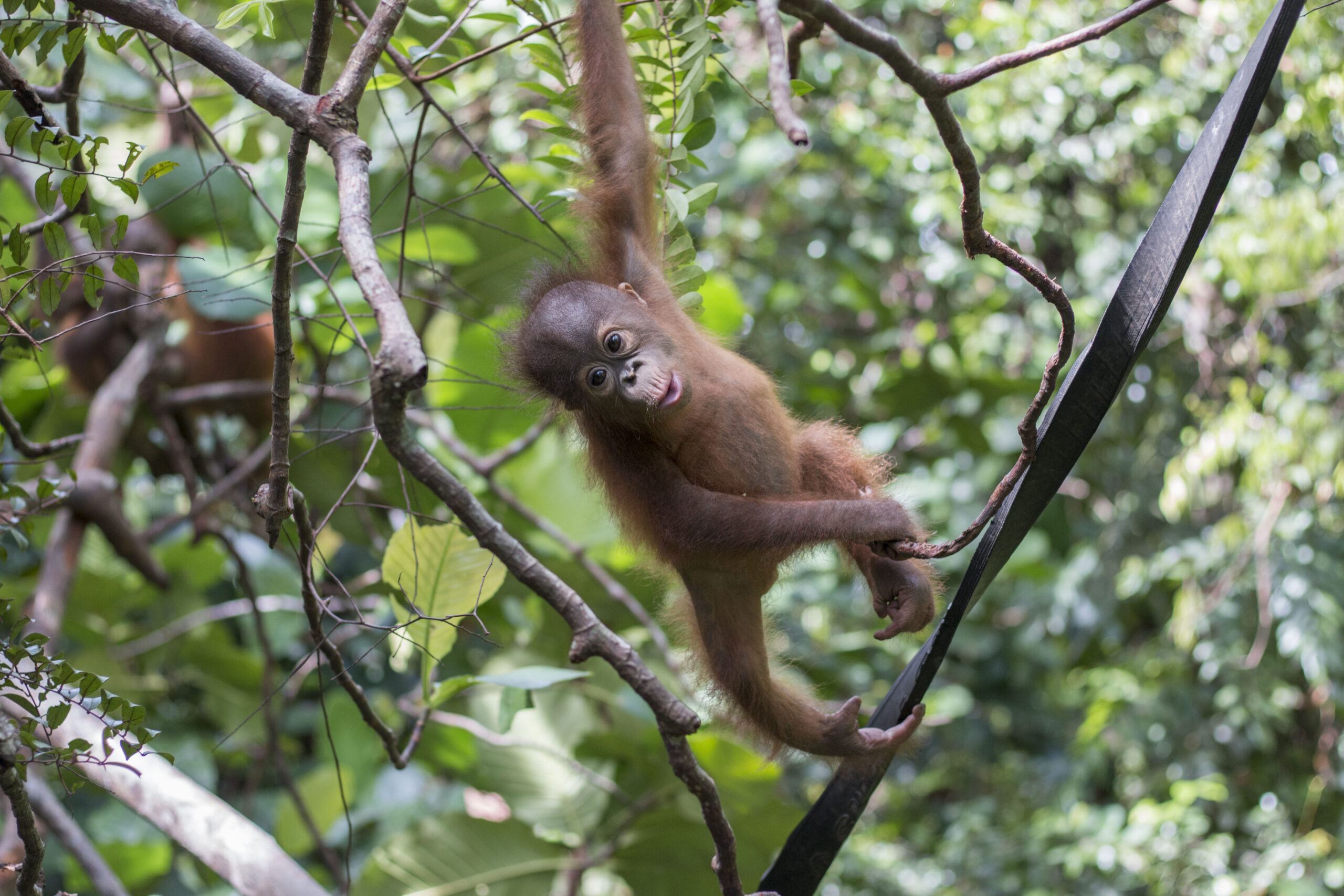 baby orangutan swinging in trees