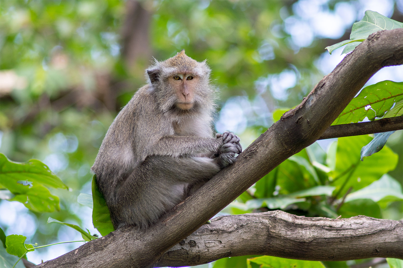 Macaque on a tree in the wild