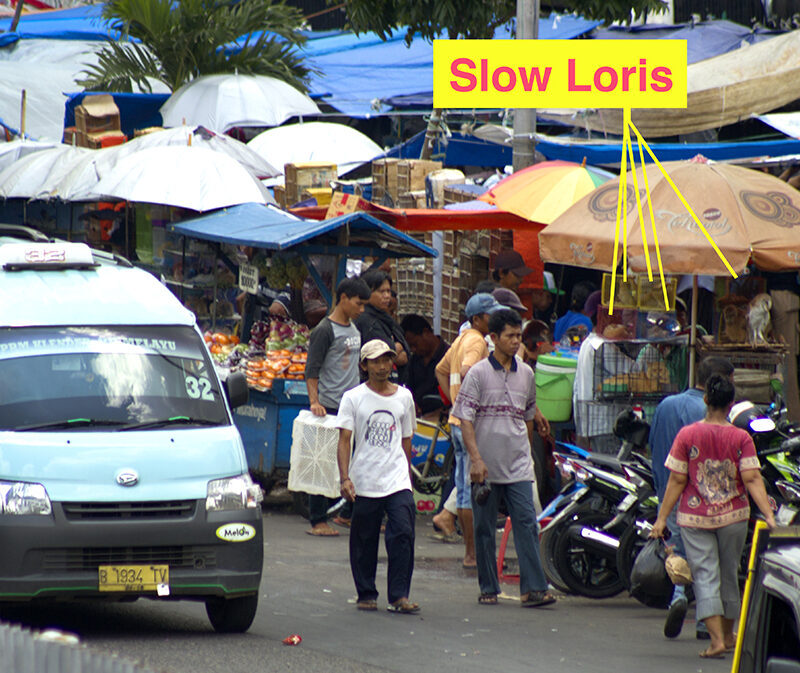 Markets Selling Illegally Selling Wildlife