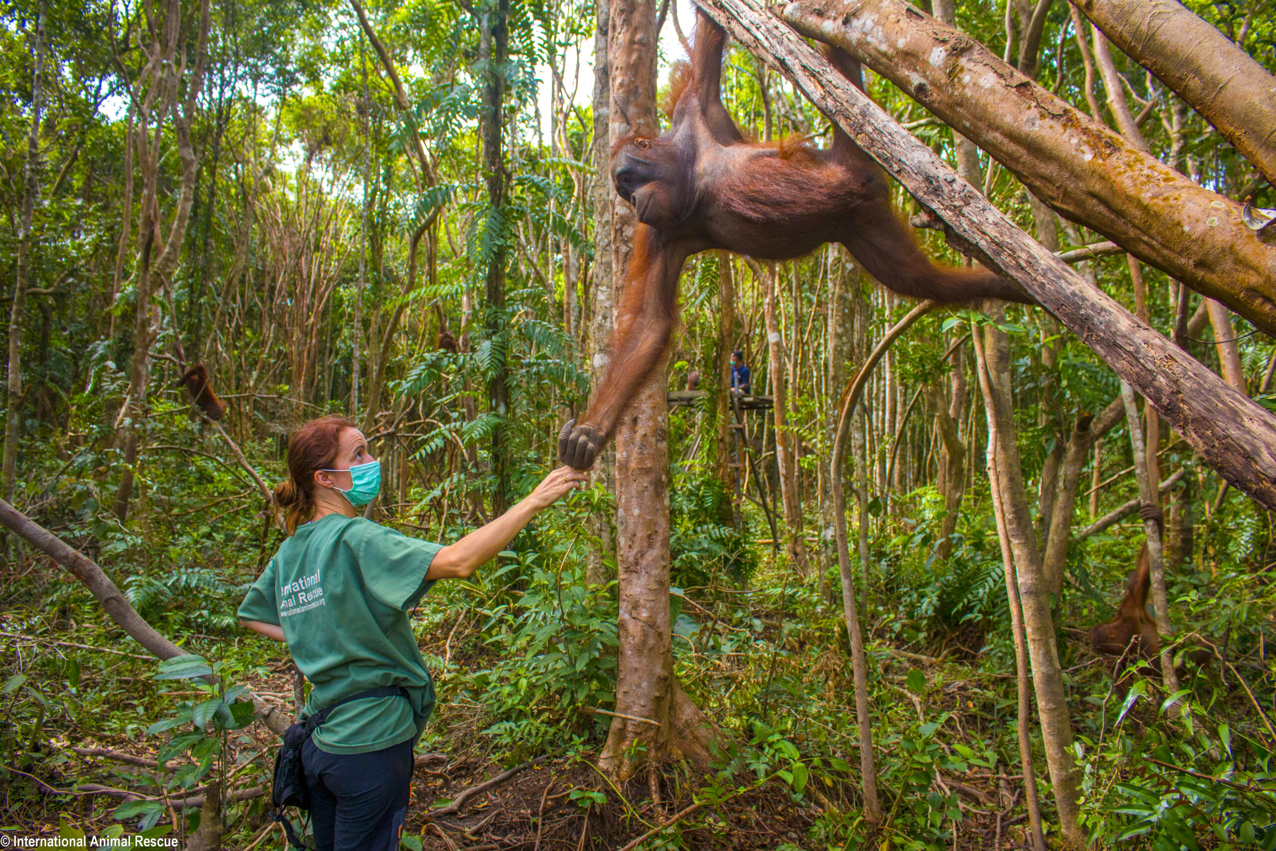 Orangutan swinging in tree fist bumping with vet on ground as if saying thank you.