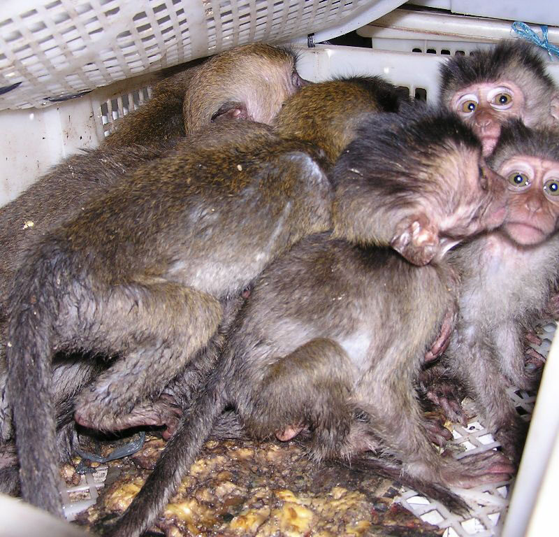 Macaques Kept in Appalling Conditions