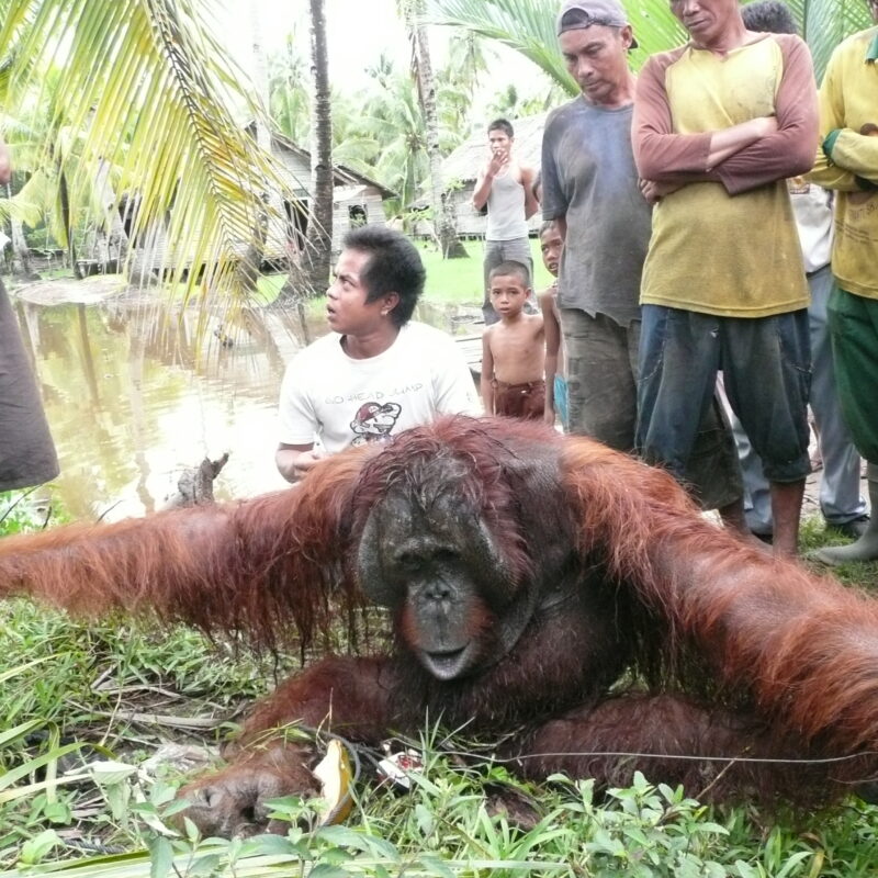 Orangutan needing rescuing after wandering into village