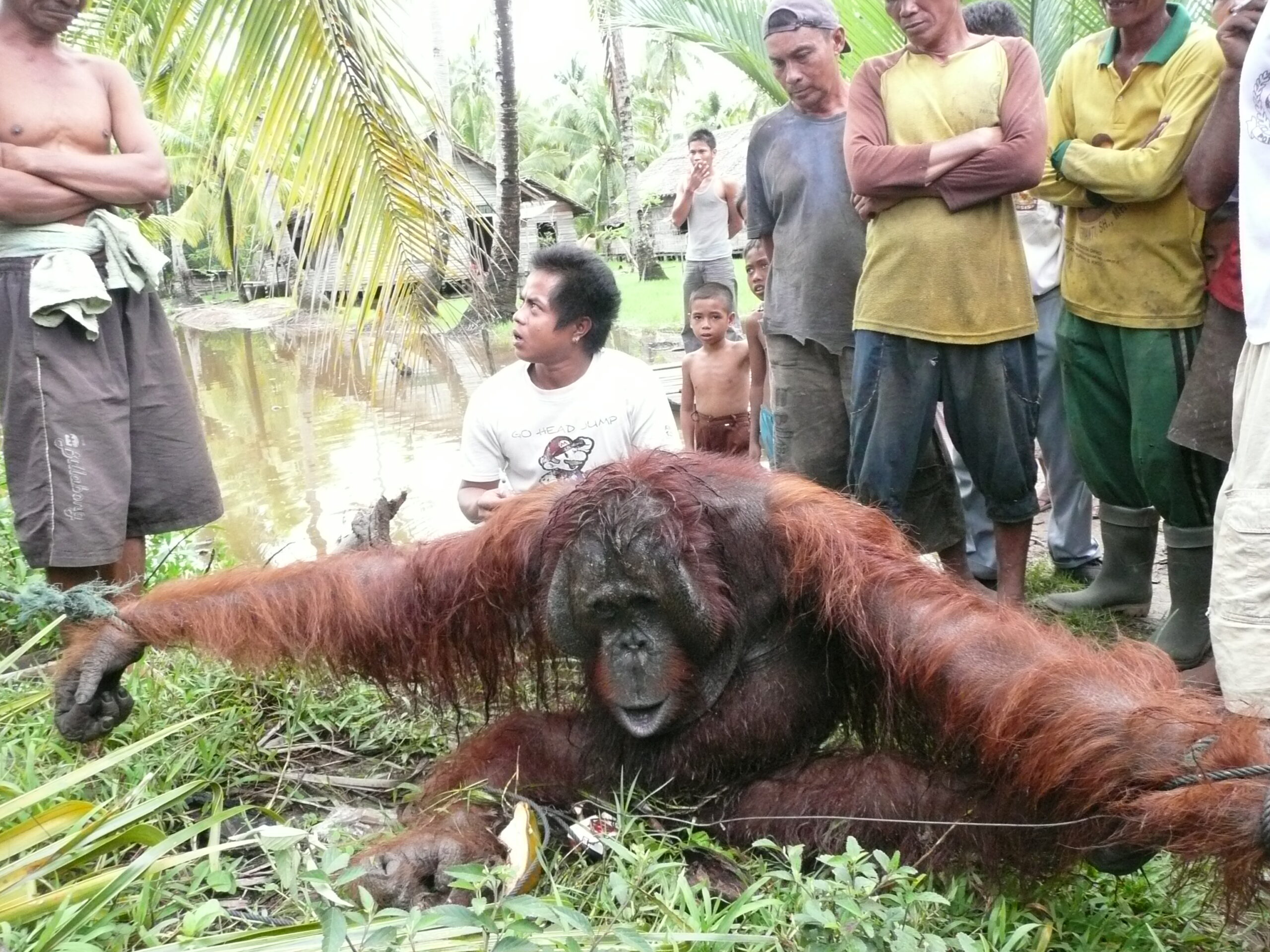 Orangutan wandering into a village in Borneo.